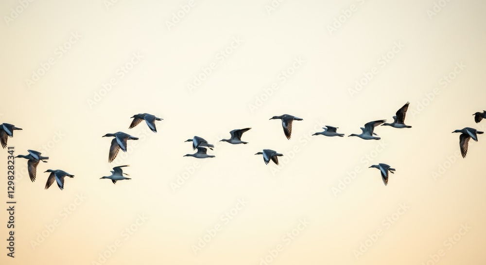 Fototapeta premium Flock of birds flying in formation against clear sky, captured during sunset or sunrise