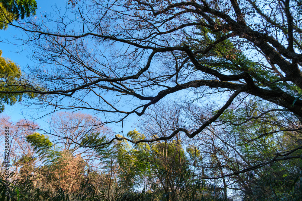 Obraz premium 森の冬木立