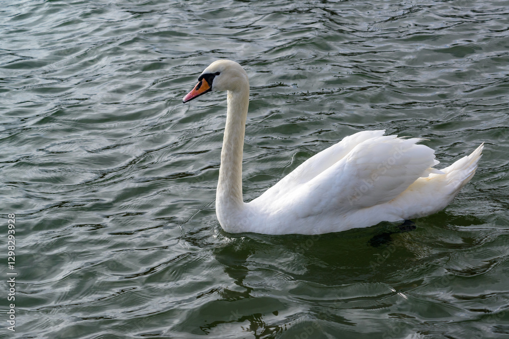 Obraz premium Swan with gray plumage swims in a salt estuary in winter, Mute swan -Cygnus olor, Ukraine