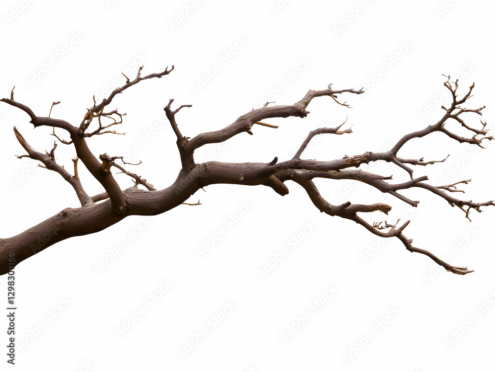 Dead Tree Branch Illustration Dead Tree Branch Illustration