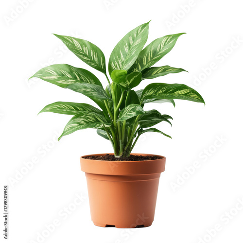 Wallpaper Mural Aglaonema plant in a terracotta pot against a transparent background showcasing vibrant foliage, aglaonema on terracotta pot isolated on transparent background Torontodigital.ca