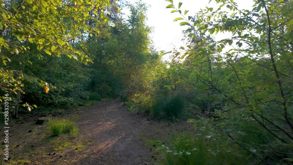 A peaceful and tranquil pathway winds through the vibrant green foliage of a lush forest, showcasing natures beauty