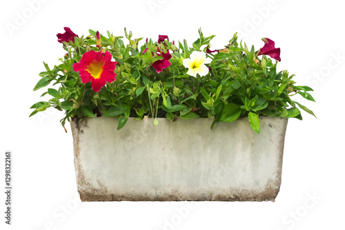 Colorful flowers in window box, garden setting