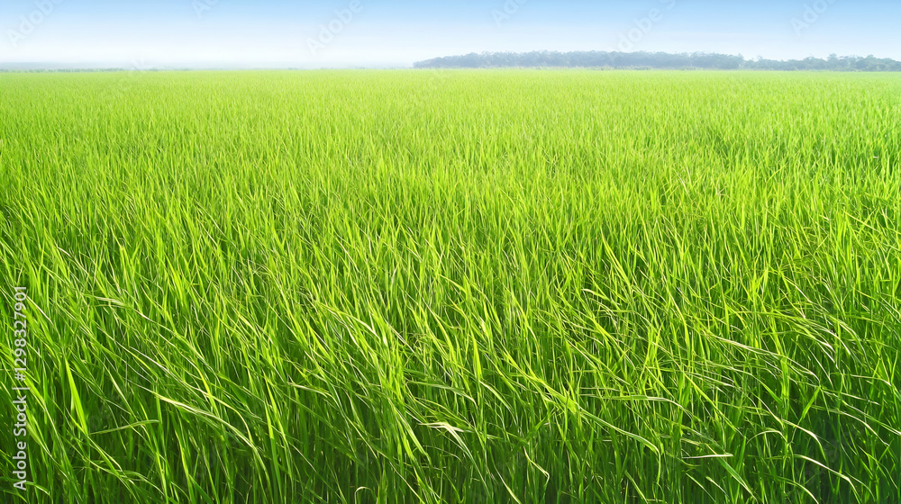 Vibrant Green Rice Paddy Field Illustration Vibrant Green Rice Paddy Field Illustration