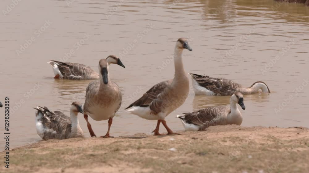 Time Lapse of Geese Forming Line to Exit Water Time Lapse of Geese Forming Line to Exit Water