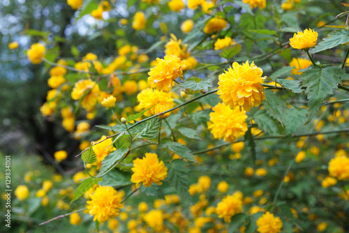 Bush of Kerria japonica Pleniflora or Japanese rose blooming with yellow flowers outdoor in garden. Flower background, plant gardening, flower breeding