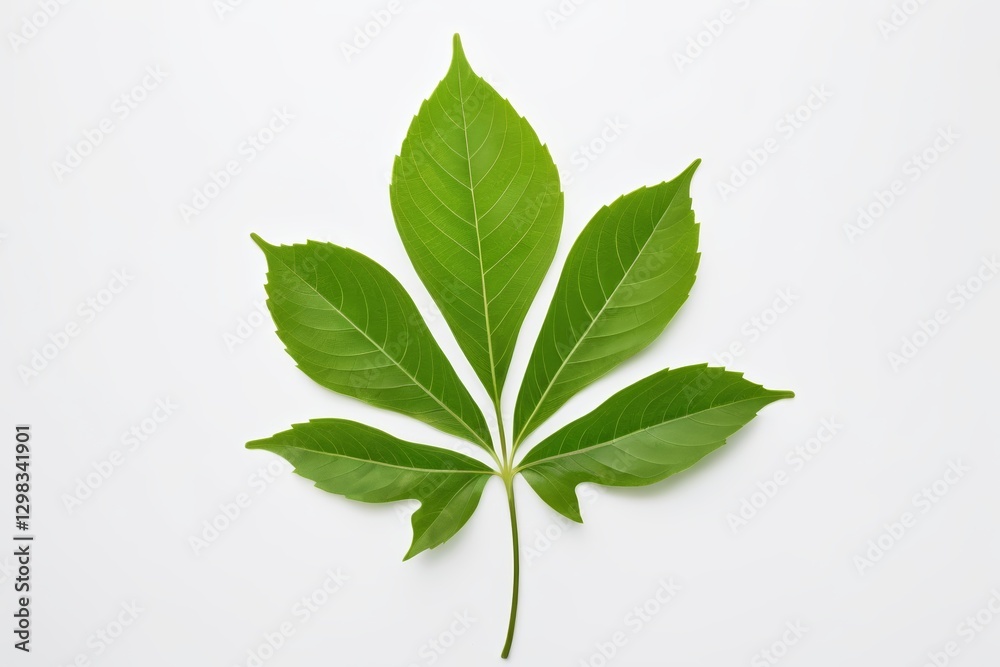 Fototapeta premium there is a leaf that is laying on a white surface