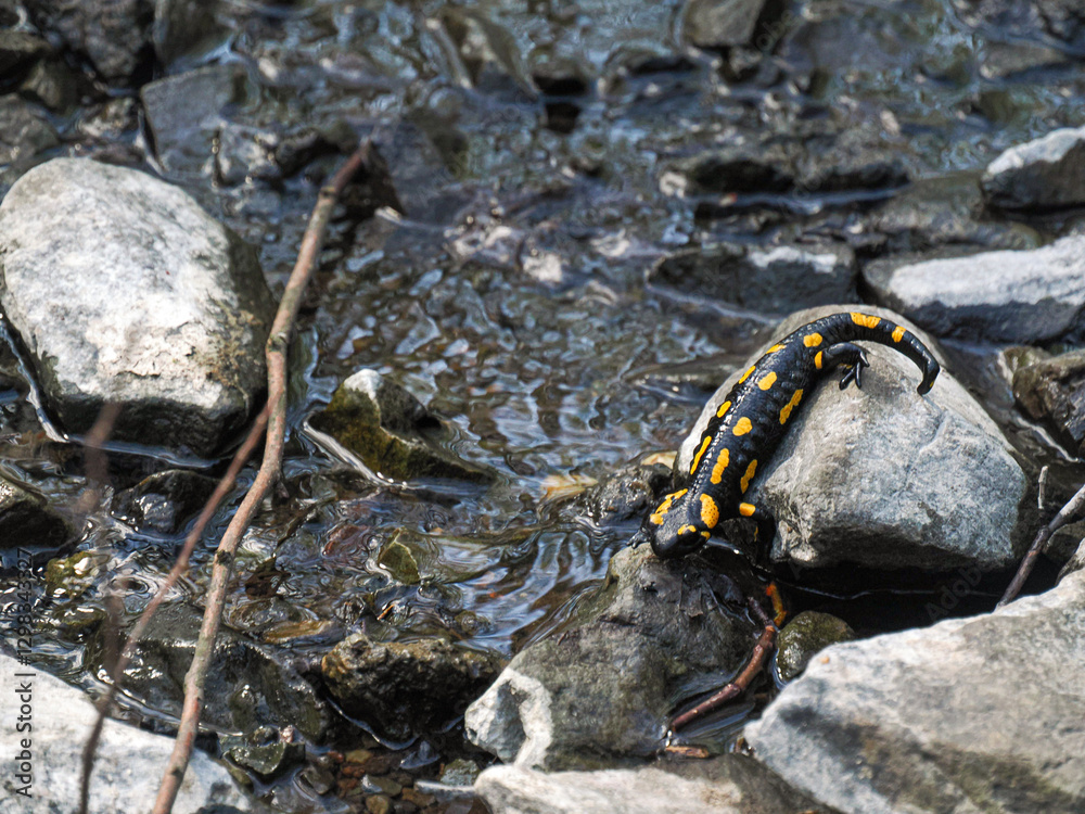 Salamandra plamista siedzi nad wodą leśnego strumienia. Płaz siedzi na kamieniu, wyróżniają go żółte jaskrawe plamy na czarnym błyszczącym ciele. Salamandra plamista siedzi nad wodą leśnego strumienia. Płaz siedzi na kamieniu, wyróżniają go żółte jaskrawe plamy na czarnym błyszczącym ciele.