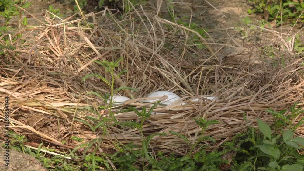 Documentary of Wild Goose Laying Eggs in Nest Documentary of Wild Goose Laying Eggs in Nest
