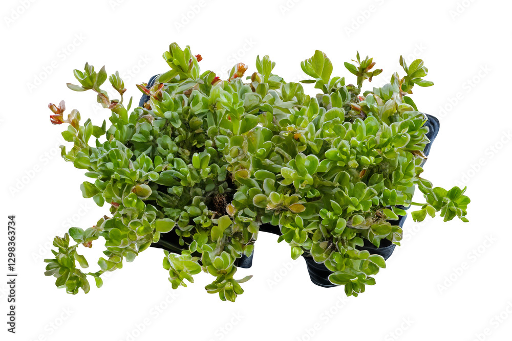 Obraz premium Lush succulent plant, nursery tray, studio shot, black background, gardening