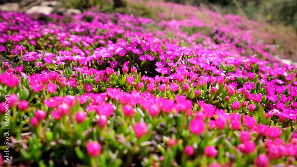 Close-up of vivid pink floral heads of Delosperma cooperi iceplant, rack focus Close-up of vivid pink floral heads of Delosperma cooperi iceplant, rack focus