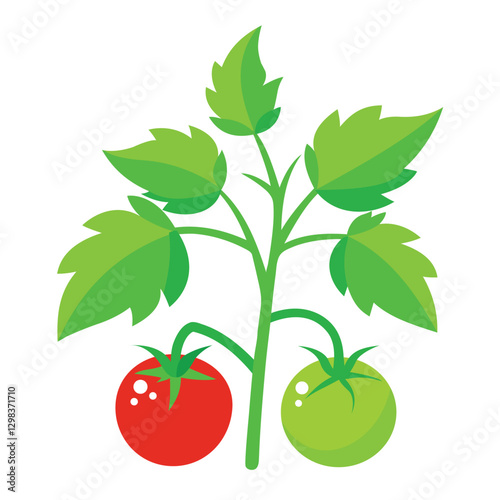 Green Tomato Plant with Ripe Tomatoes on White