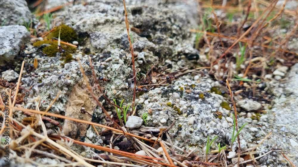 Close-up of busy ants carrying different materials across a rugged, rocky terrain Close-up of busy ants carrying different materials across a rugged, rocky terrain