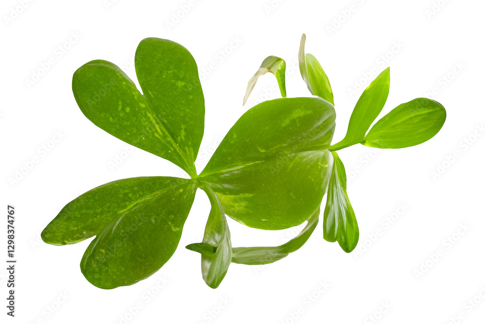 Fototapeta premium Four-leaf clover sprout, studio shot, botanical, luck