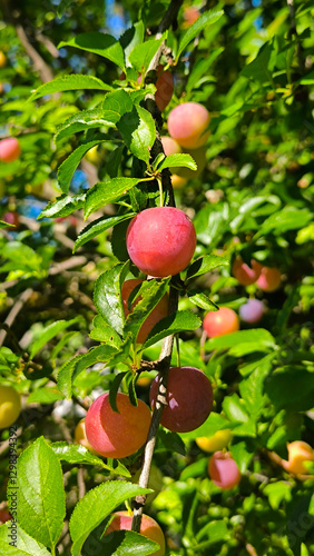 wild plum tree with ripe fruits