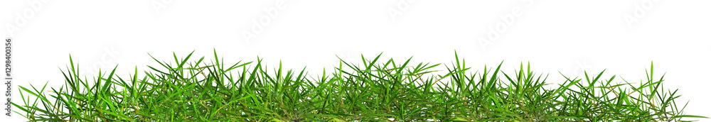 Fototapeta premium The green grass stands outdoors against a white background.