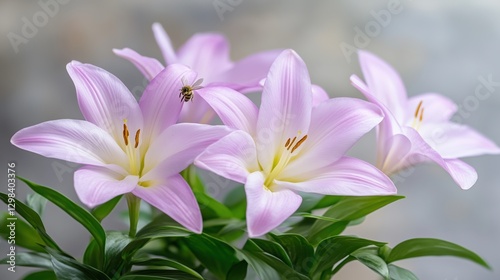 Lush pink lilies with green leaves and tiny bee hovering over petals. Floral beauty, nature and pollination.