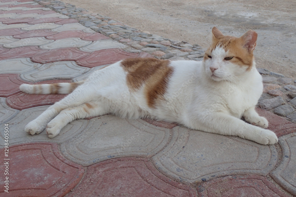 Fototapeta premium cat resting in Egypt