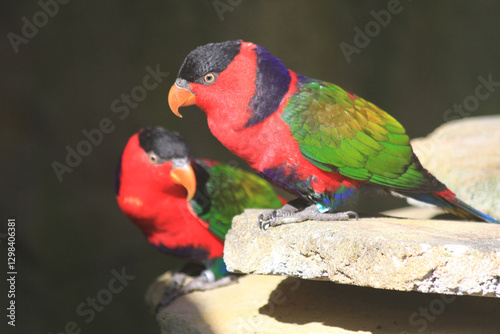 lorius lory erythrothorax bird photo
