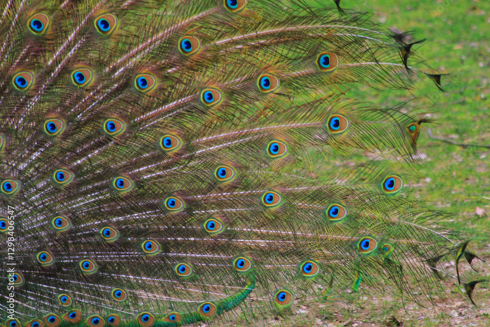 Obraz premium nice big peacock texture