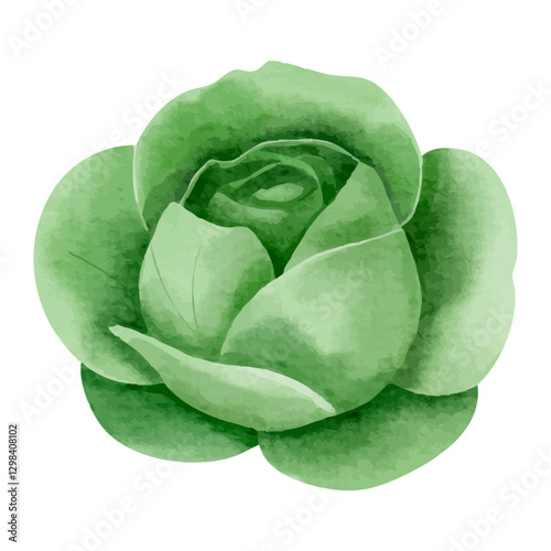Watercolor cabbage. Hand drawn vegetable. Healthy vegan food.
