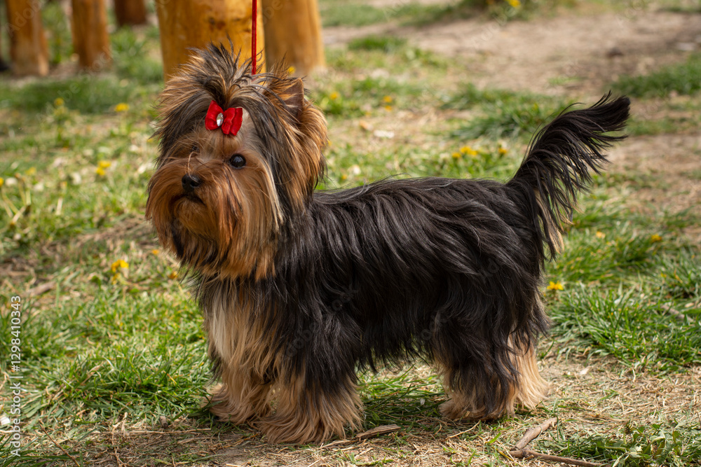 Yorkshire terrier with a red bow Yorkshire terrier with a red bow