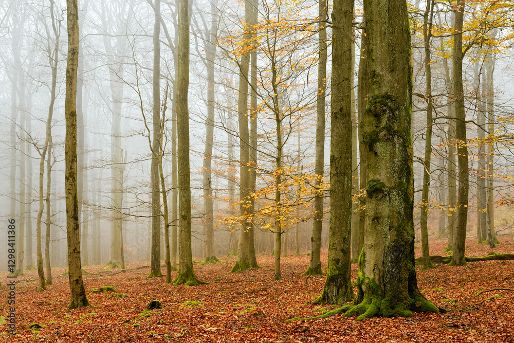 Forest of Beech Trees in Autumn, Fog and Rain, Last yellow leaves, Kellerwald National Park, Germany