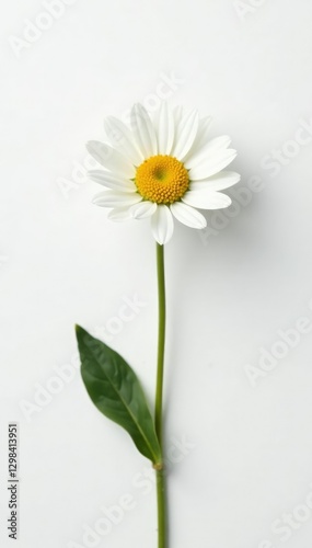 Wallpaper Mural Pure white daisy flower isolated on a crisp white background, clean, background Torontodigital.ca