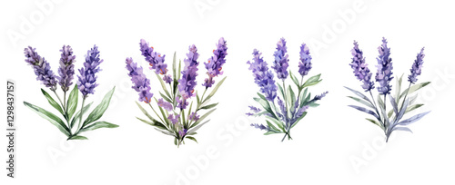 Set of purple lavender flowers watercolor isolated on white background. Vector illustration