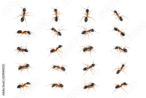 Banded Sugar Ant (Camponotus consobrinus) on white background in different positions, Banded Sugar Ant (Camponotus consobrinus) on white background
