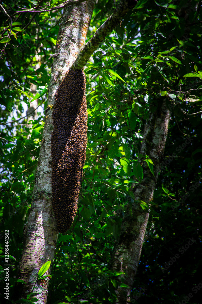 Fototapeta premium Large Bee Swarm on Tree Branch in Lush Forest Environment