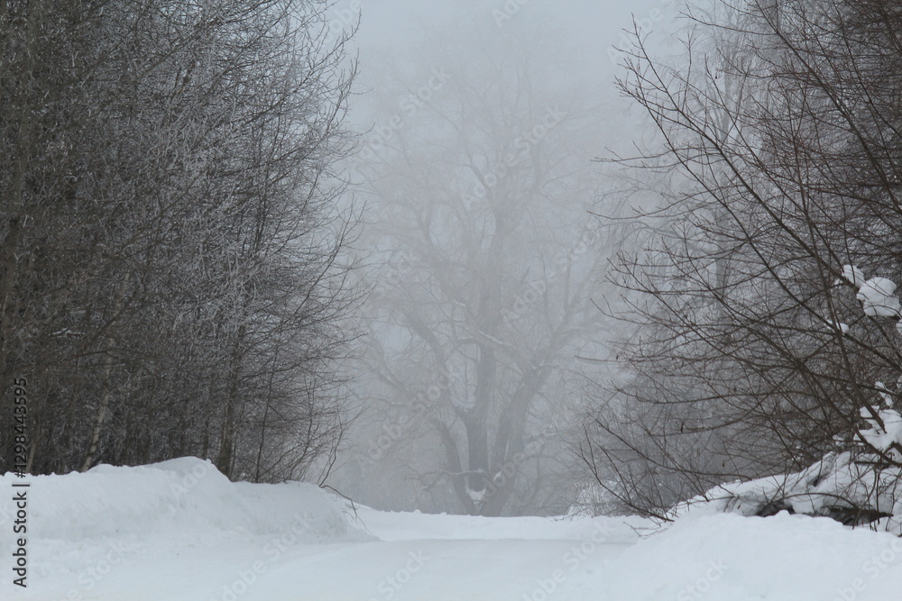 Obraz premium winter forest after snowfall in heavy fog