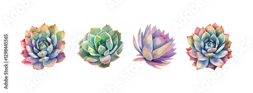 Collection of succulent flower watercolor isolated on white background. Summer green botanical floral decoration elements. Vector illustration
