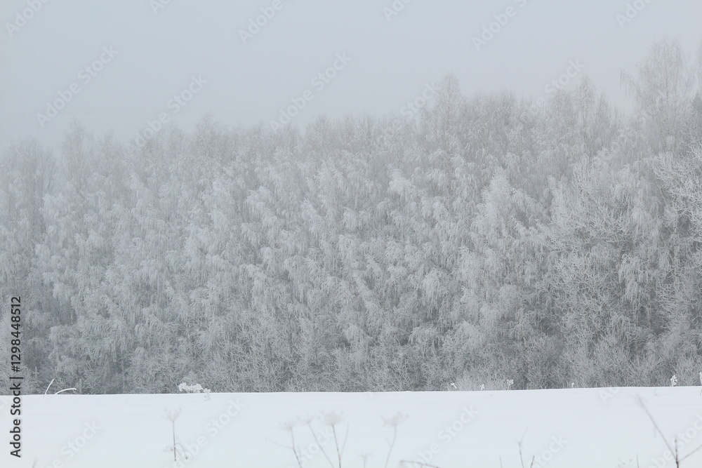 Naklejka premium winter forest after snowfall in heavy fog