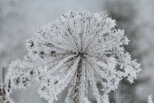 frozen inflorescence of Sosnowsky's fern in late winter