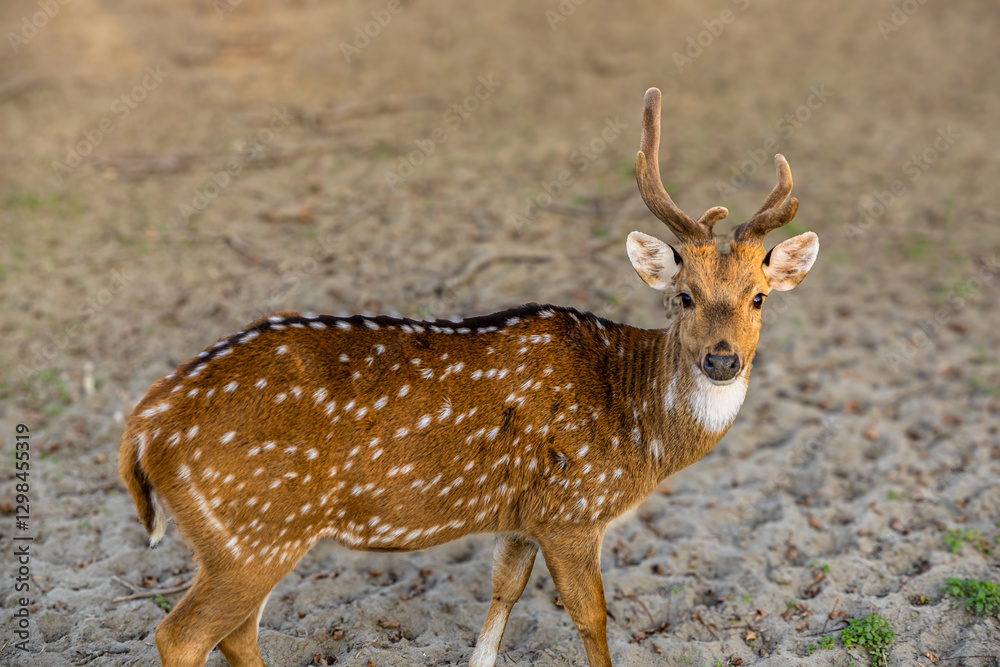 A group of deer peacefully grazing in an open clearing, blending into nature. A group of deer peacefully grazing in an open clearing, blending into nature.