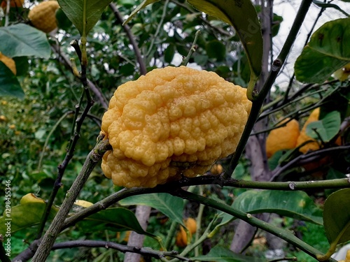 Cedro su albero, con gocce di pioggia. photo