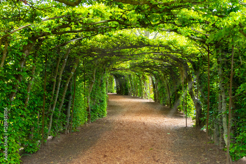 Green trees tunnel with footpath