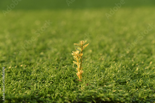 Small green plant is growing in the field. The plant is small and has a lot of leaves
