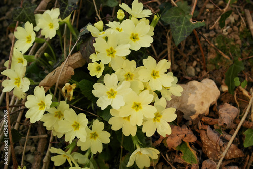 Background with wild yellow primrose flowers