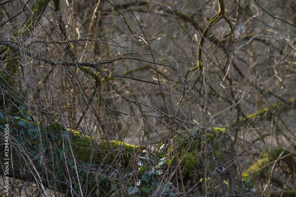 spring forest landscape with lace of branches and trees spring forest landscape with lace of branches and trees