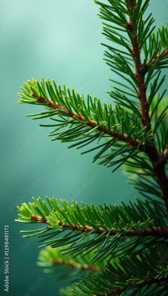 Evergreen fir tree with dense green needles and needle-shaped leaves on a muted background, verdant scenery, forest floor Evergreen fir tree with dense green needles and needle-shaped leaves on a muted background, verdant scenery, forest floor