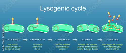Lysogenic cycle