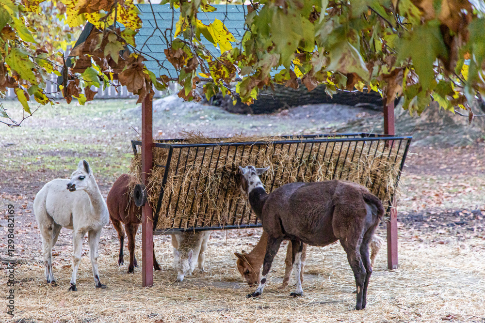 Fototapeta premium Llamas and goats feeding together in a farmyard setting during autumn