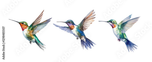 Set of hummingbird  watercolor isolated on white background. Vector illustration