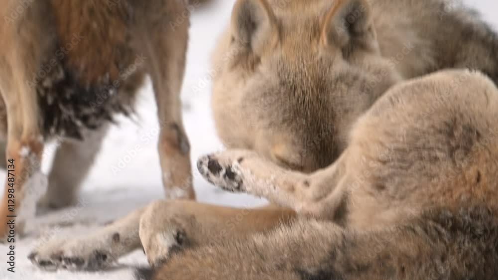 Fierce Pair of White Wolves Protected in Heavy Snowfall in a Winter Forest Fierce Pair of White Wolves Protected in Heavy Snowfall in a Winter Forest