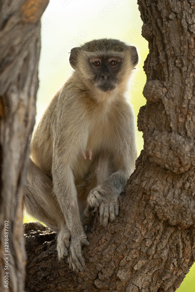Obraz premium Vervet monkey sits facing camera in tree