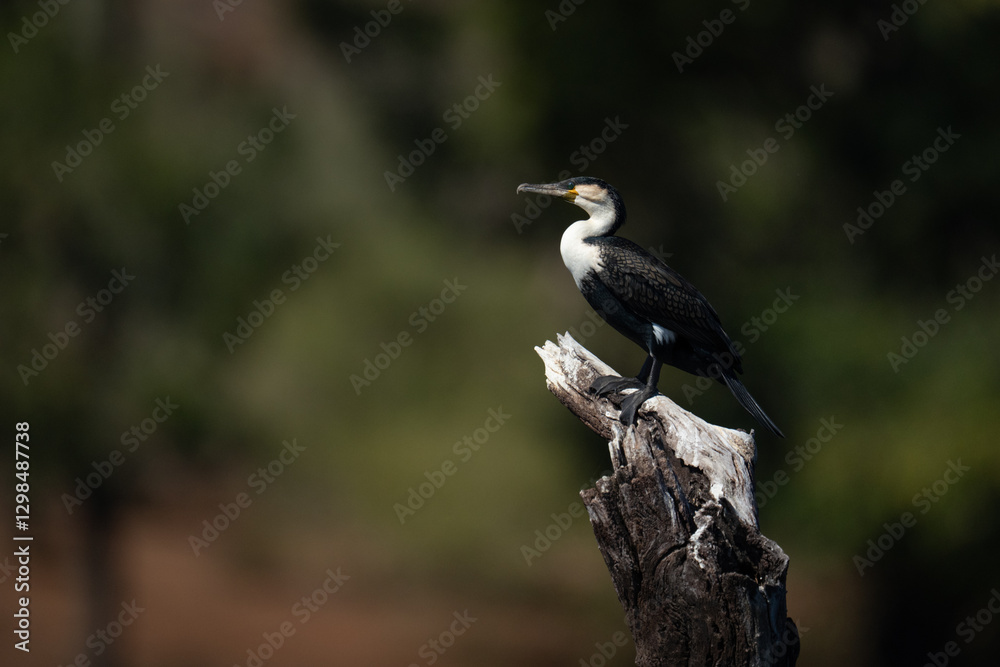 White-breasted cormorant on dead tree in profile White-breasted cormorant on dead tree in profile