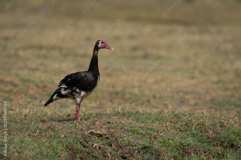 Spur-winged goose on short grass with catchlight Spur-winged goose on short grass with catchlight