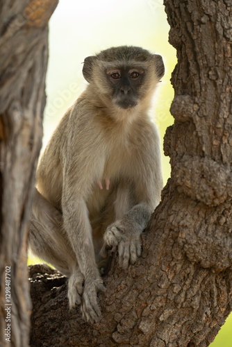 Vervet monkey sits facing camera in tree